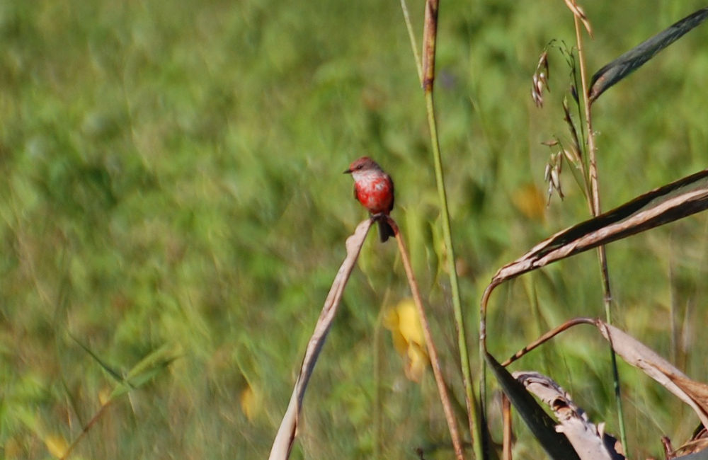 Brasile -uccello nel Pantanal: Pyrocephalus rubinus, femmina